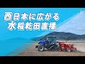 西日本に広がる水稲乾田直播