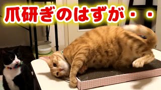 新しい爪研ぎを買ってみたが想像と違った・・・