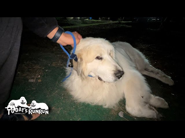 聞こえないフリをして家に入るのを拒否したアランです　Great Pyrenees　グレートピレニーズ