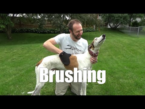 Brushing [3.07A]