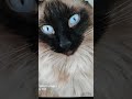 گوربی زیباОчень красивая  кошка beau tiful cat