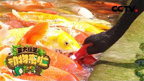 《正大綜藝·動物來啦》 黑天鵝家族竟然集體愛上錦鯉？給錦鯉「餵食」超有愛！20190303 | CCTV - 天天要聞