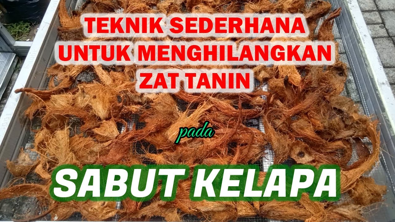 Teknik Sederhana Untuk Menghilangkan Zat Tanin Pada Sabut Kelapa