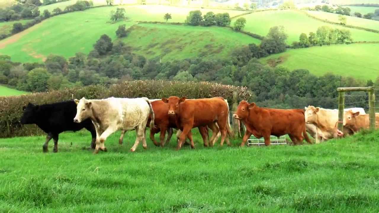 Getting In The Cattle For TB Testing And Out Again YouTube getting-in-the-cattle-for-tb-testing-and-out-again-youtube