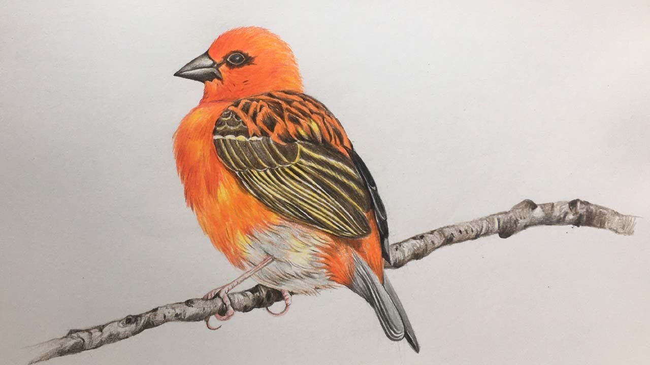 Bird Drawing in Color Pencils How to Draw A Bird Color Pencil
