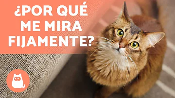 ¿Por qué me mira mi gato?