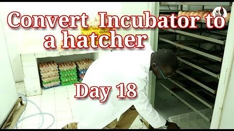 How to hatch chicks on Day 18