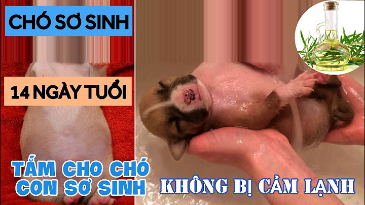 Chó con khoảng bao nhiêu tuần tuổi thì tắm được