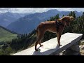 Спасённая собака Дейзи(Алиса) отдыхает в Альпах/Привет из дома