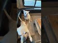 Dogs didn’t want dog food. They wanted treats