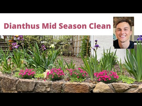 Video: Wat is fout met my dianthus?