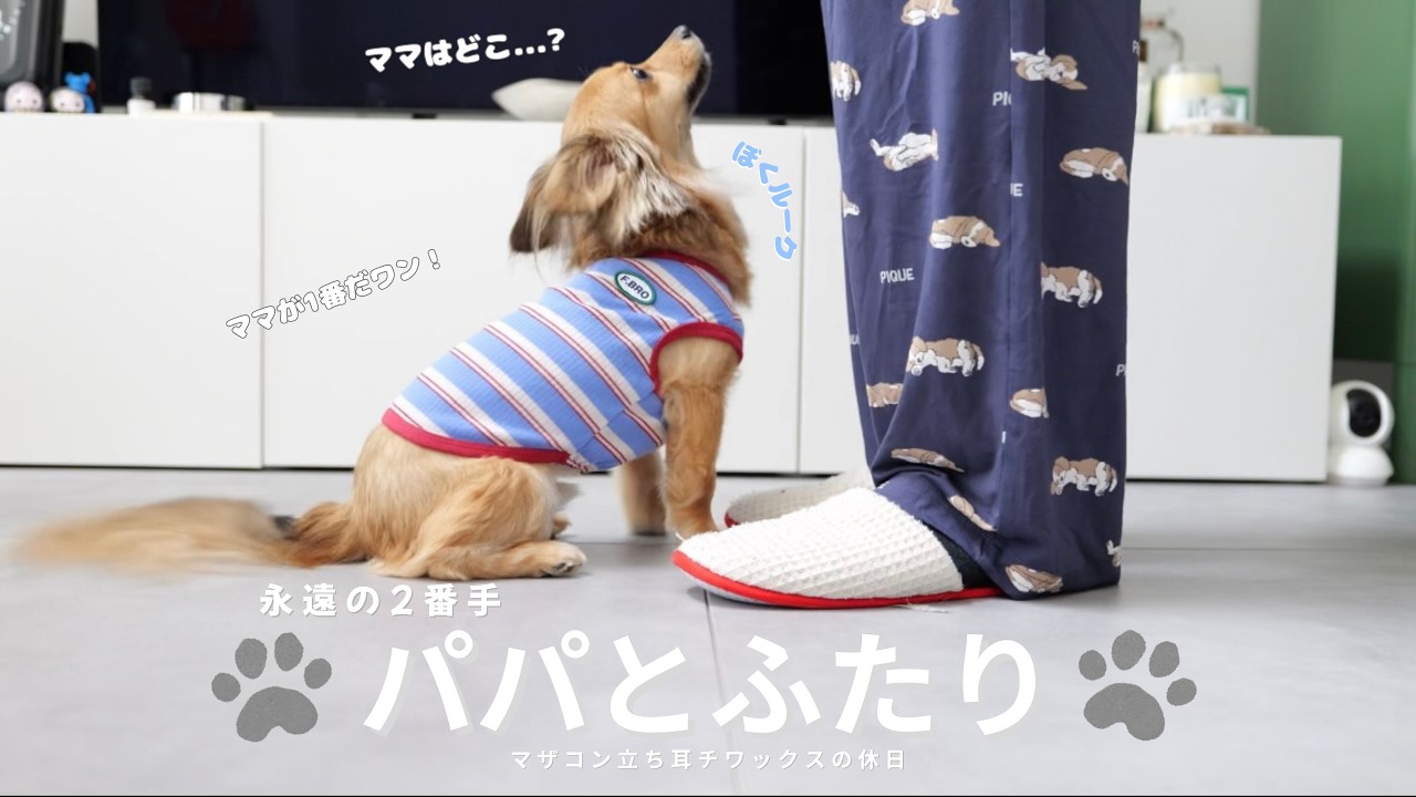 ふわふわワンコ♡全身立ちポーズ 大好きなママがいない🐶立ち耳チワックスの愛犬とパパの休日vlog