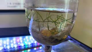 Will Tank Water in Sun Create Micro Fauna Like Daphnia? Mini Resurrection Jar! #microfauna #daphnia 