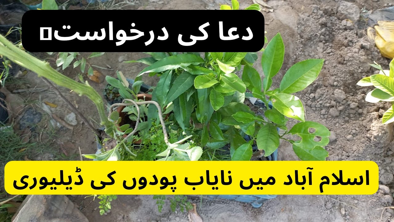 Unique Fruit Plants Deliver To Islamabad Rare Garden YouTube