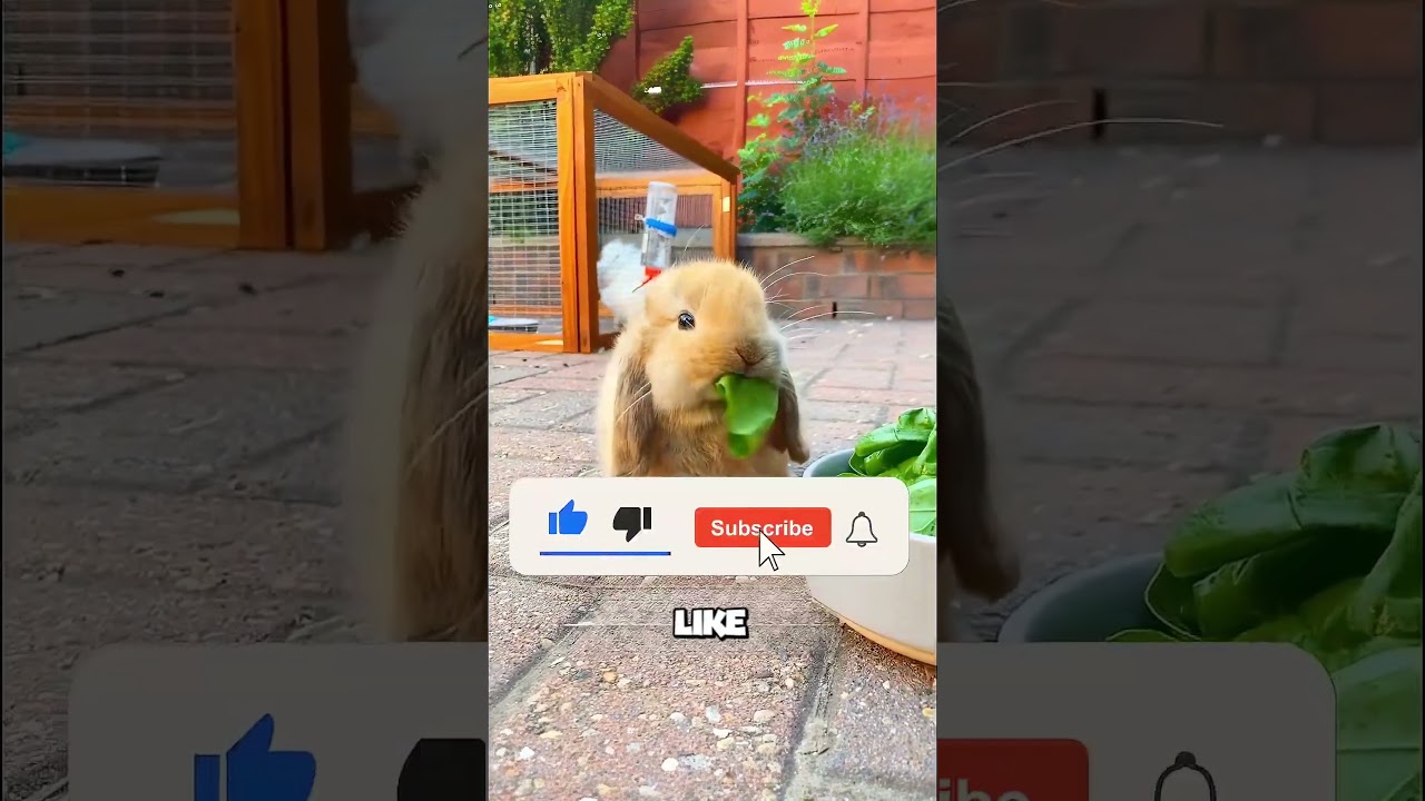 Das Geschenk, das niemand erwartete 🎁