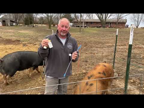 Here S How We AI Our Pigs