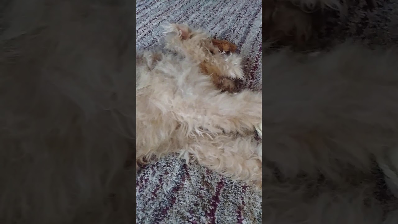 PAIN FREE REMOVAL OF MATTED HAIR FOR DOGS...EASY AND CHEAP DIY YouTube