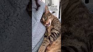 wait for the cat #shorts