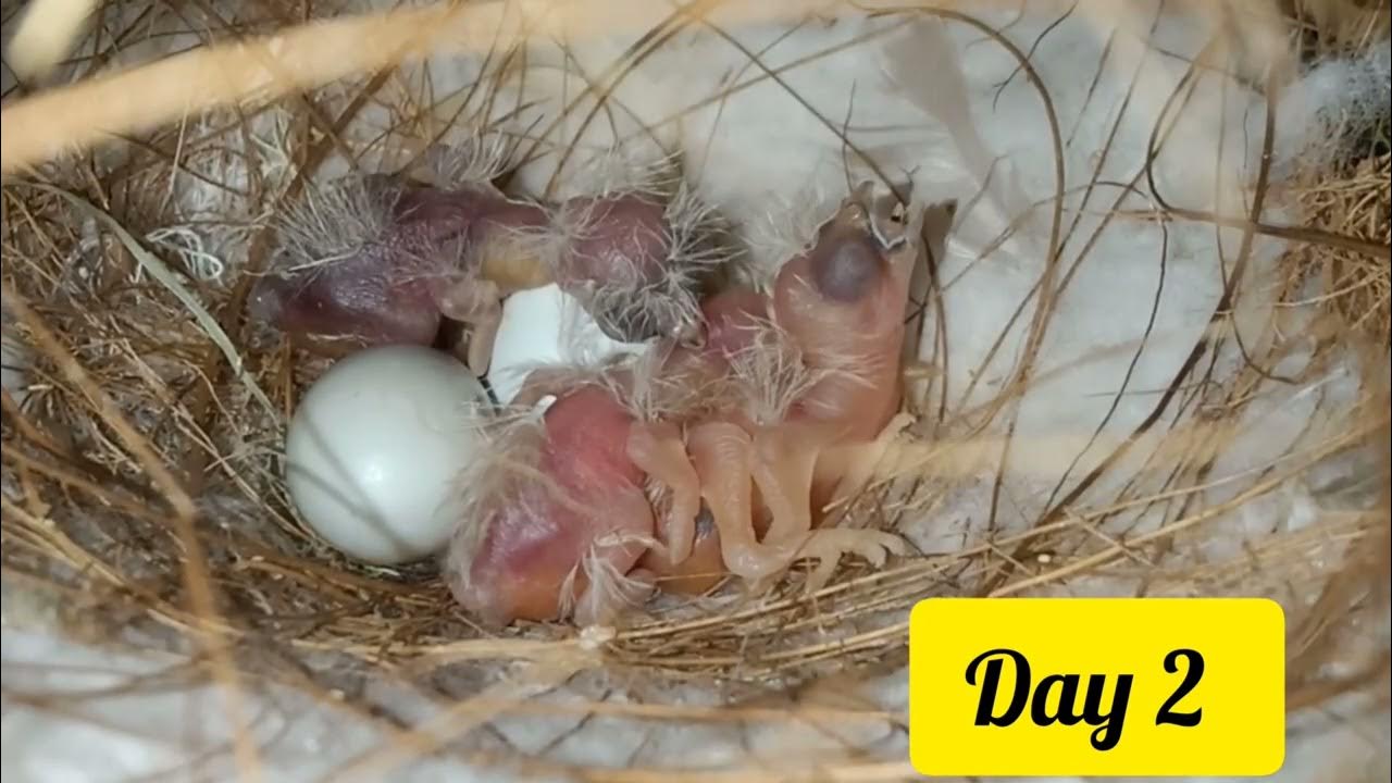 day2, 3 eggs hatched / finches birds breading YouTube