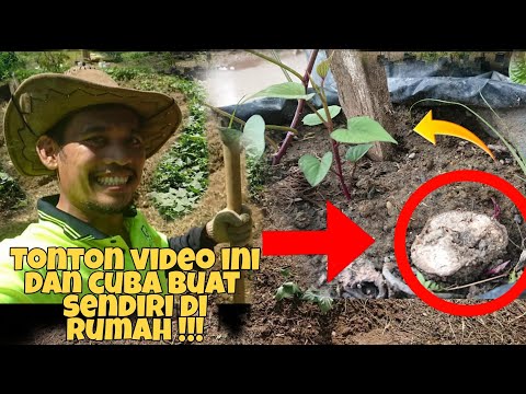 Video: 3 Cara Memulakan Kebun Sayur