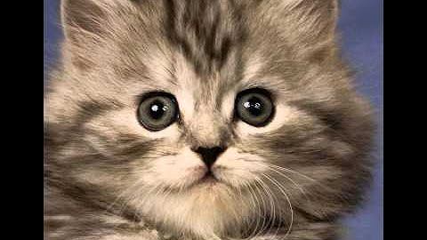 Поставить их. Поставить их. Экран виндовс. Красивые котики. Милые коты.