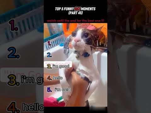 top 5 funny cat moments!!!😂😂😂