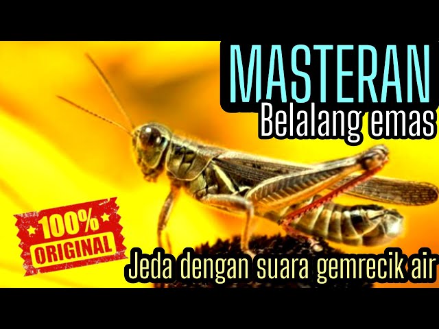 🔴MASTERAN BELALANG EMAS SUARA JERNIH ☑️ class=