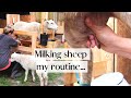 Milk With Me! || Once a Day Sheep Milking || Lamb Sharing Success!