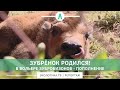 Зубренок родился! В вольере зубробизонов - пополнение.