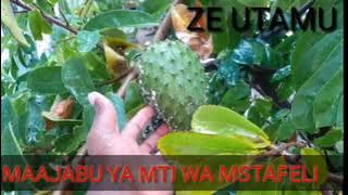 MTI WA MSTAFELI WATIBU MAELFU YA WATU|MAJANI NA MATUNDA YAKE.