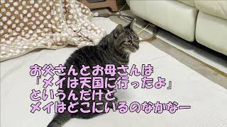 猫のメイとさつき「ひとりになって・・」 by 猫のメイとさつき（Satsuki & Mei） 141 views 1 month ago 1 minute, 59 seconds