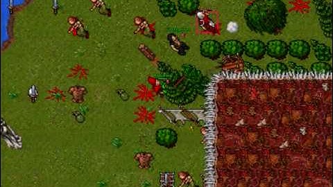 Tibia - Pk in amacamp (Aurea)