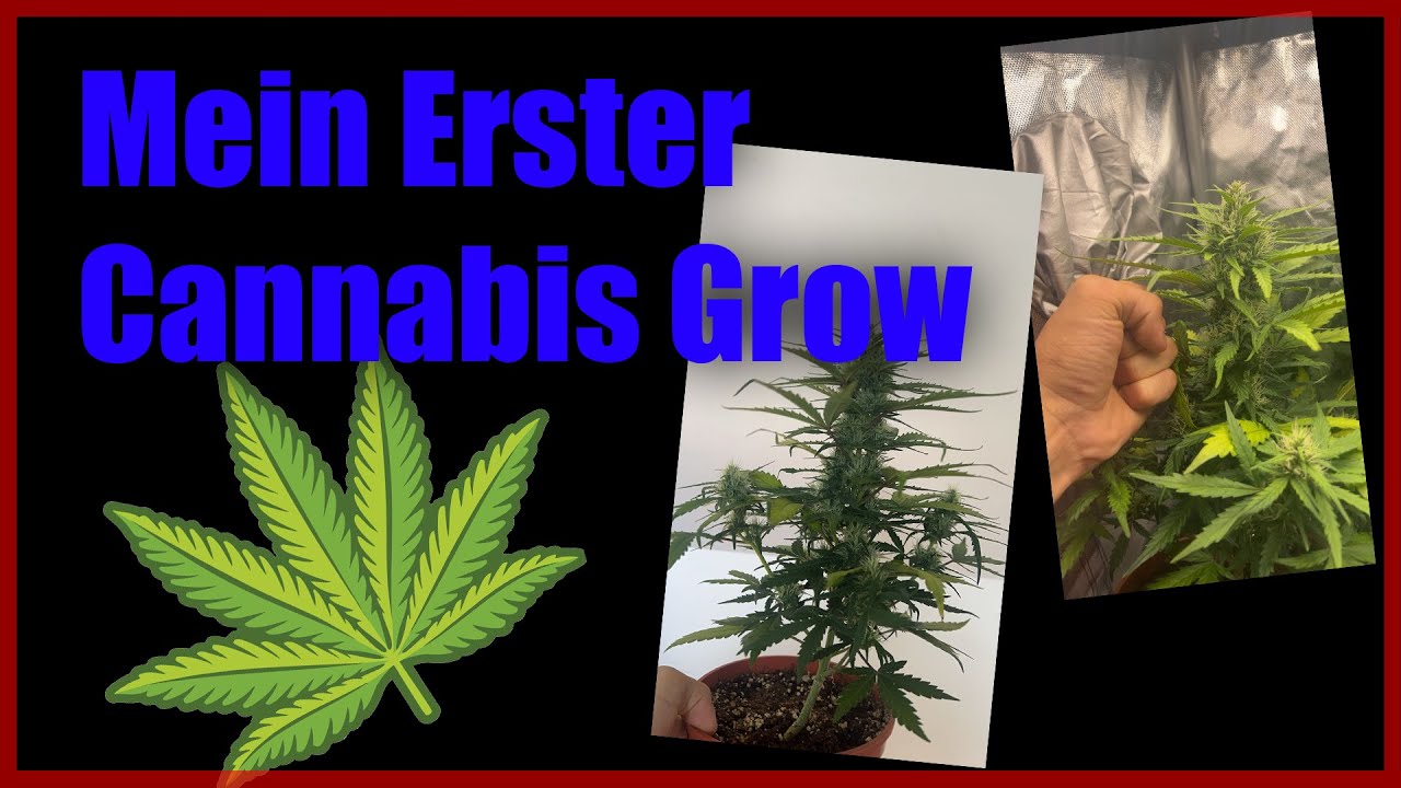 Mein Erster indoor Cannabis Grow | Kurzform | German THC Grower