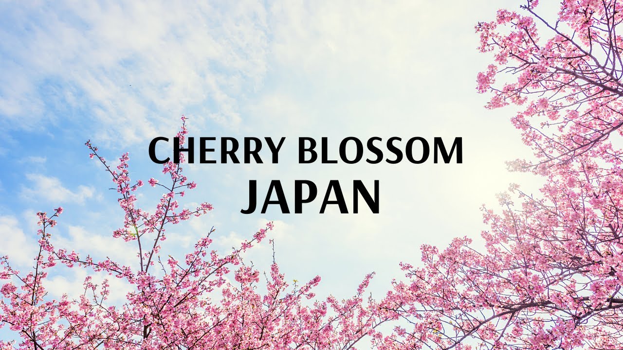 Cherry Blossom Japan