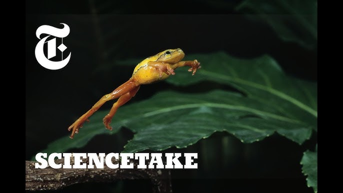 Miniature frogs that have lost the ability to leap straight