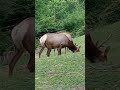 🦌Wapiti, Tule Elk #animals #animales #wapiti #elk #jelen #nativeamerican