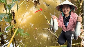 Tập 349 - Câu Cá Rô Đồng Vô Tình Phát Hiện Đàn Cá Tra Khủng Trong Bụi Tre