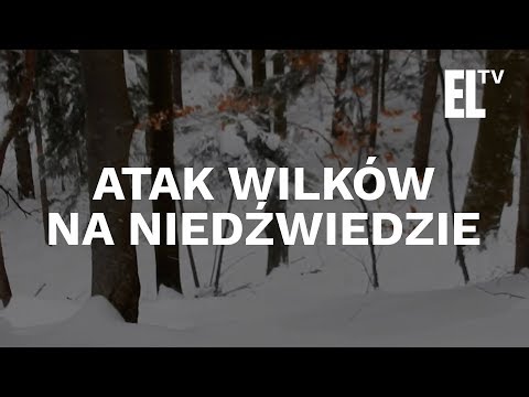 Wideo: Aleksiej Leonow przeprowadził wywiady ze wszystkimi Ziemianami i wykopał łopatą wszystkie planety Układu Słonecznego i zdał sobie sprawę, że Chrystus jest kosmitą