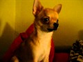 Чихуахуа. Поющая собака / Singing dog. Chihuahua