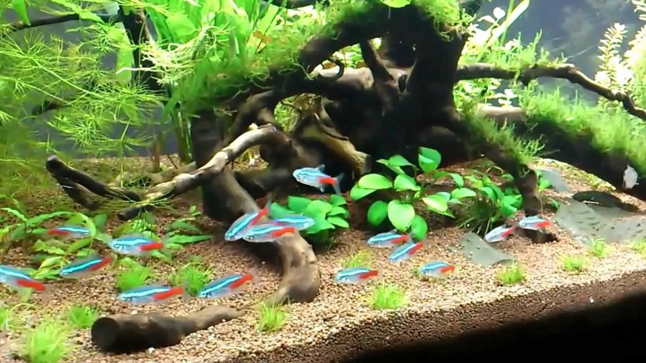 My planted tropical aquarium - YouTube