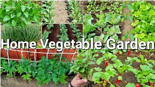 home vegetable garden design part 2 | organic kitchen gardening at home with no cost, garden harvest