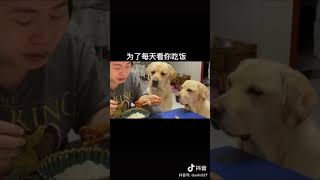 Thử Thách Chú Chó Hài Hước Dễ Thương