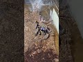 Ephebopus cyanognatus feeding (Blue fang tarantula)