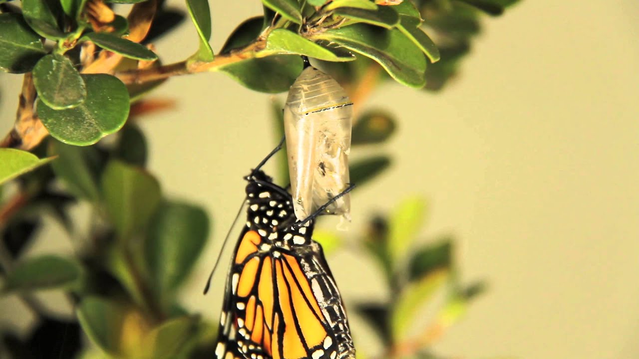 Monarch Butterfly emerging from Chrysalis YouTube