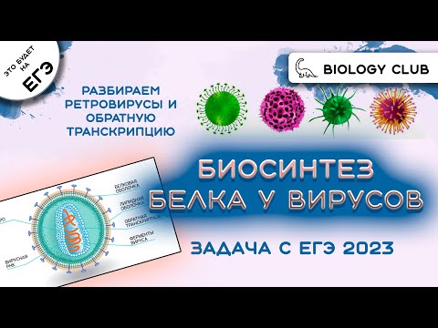 Задача на биосинтез белка у вирусов - полный разбор решения