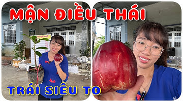 Cây Mận điều Thái trái siêu to | 0386569374 - Ngọc Ngân Bến Tre | Chuyên cây độc lạ