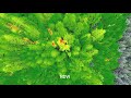 Multispectral analysis for forest composition and health