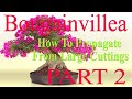 Bougainvillea bonsai  how to propagate from large cuttings 1 year updated
