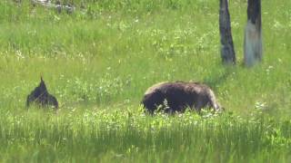 Yellowstone Grizzly Bear June 8th 2016