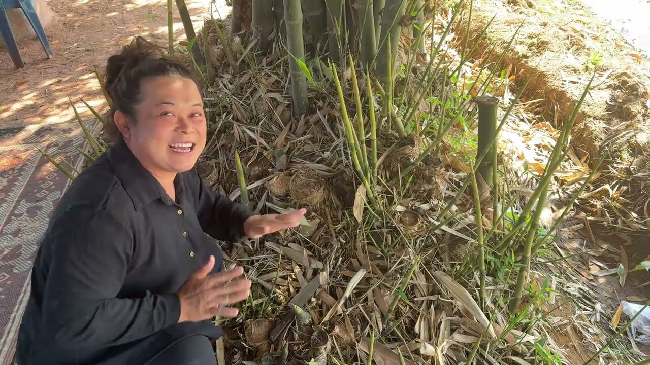 อะไรจะออกขนาดนี้ ทั้งหน่อทั้งแหนงออกเต็มกอ สายพันธุ์นี้บอกเลยว่าปลูกไว้ไม่มีผิดหวัง